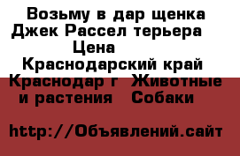 Возьму в дар щенка Джек Рассел терьера  › Цена ­ 50 - Краснодарский край, Краснодар г. Животные и растения » Собаки   
